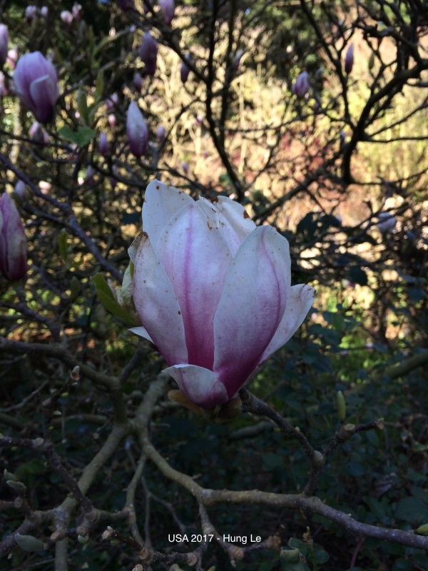 hoa-magnolia-v1